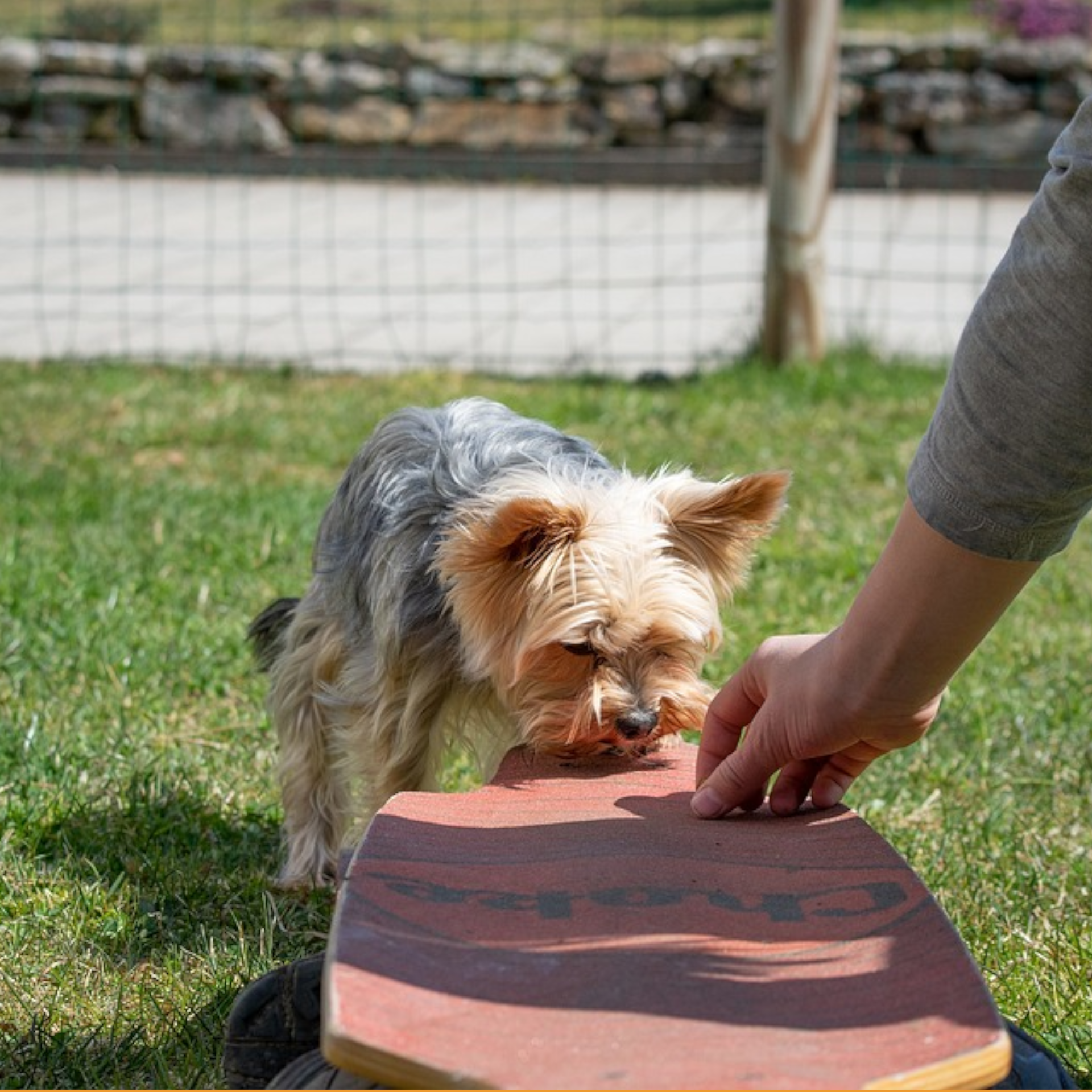 PELUQUERIA CANINA Y FELINA